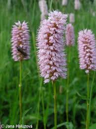 Attēlu rezultāti vaicājumam “Bistorta major”