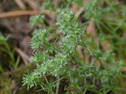 Attēlu rezultāti vaicājumam “Scleranthus annuus flower”