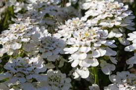 Image result for Schleifenblume