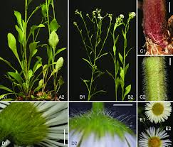 Attēlu rezultāti vaicājumam “Erigeron annuus leaf”
