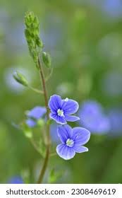 Attēlu rezultāti vaicājumam “Veronica chamaedrys bud”