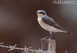 Attēlu rezultāti vaicājumam “Oenanthe oenanthe male”