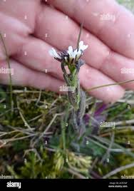 Attēlu rezultāti vaicājumam “Arabis hirsuta flower”