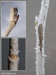 Attēlu rezultāti vaicājumam “Populus alba”