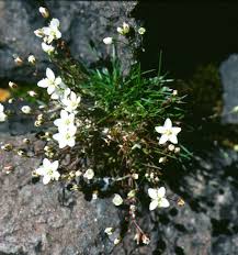 Attēlu rezultāti vaicājumam “Sagina nodosa leaf”