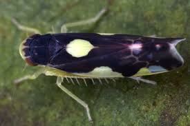 Attēlu rezultāti vaicājumam “Eupteryx vittata”