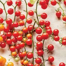 Afbeeldingsresultaat voor broad ripple yellow currant tomato