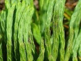 Attēlu rezultāti vaicājumam “Diphasiastrum tristachyum”