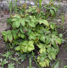 Attēlu rezultāti vaicājumam “Rubus illecebrosus”