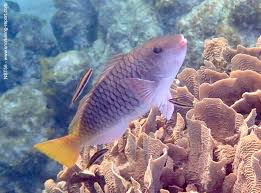 Image result for Sparisoma rubripinne