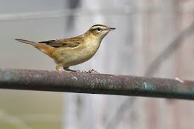 Attēlu rezultāti vaicājumam “Acrocephalus schoenobaenus adult”