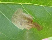 Attēlu rezultāti vaicājumam “Gracillaria syringella larva”