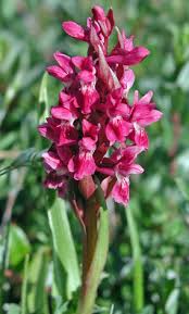 Attēlu rezultāti vaicājumam “Dactylorhiza incarnata leaf”