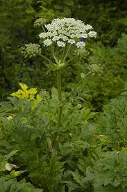 Attēlu rezultāti vaicājumam “Heracleum”