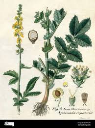 Image result for Agrimonia eupatoria