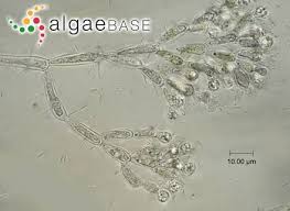 Attēlu rezultāti vaicājumam “Batrachospermum moniliforme”