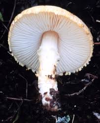 Attēlu rezultāti vaicājumam “Lepista sp.”