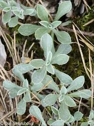 Attēlu rezultāti vaicājumam “Antennaria dioica fruit”