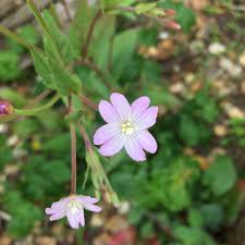 Attēlu rezultāti vaicājumam “Epilobium montanum flower”