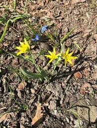 Attēlu rezultāti vaicājumam “Gagea lutea bud”