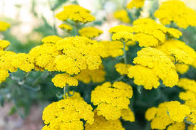 Attēlu rezultāti vaicājumam “Achillea millefolium”