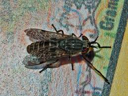 Attēlu rezultāti vaicājumam “Haematopota sp.”