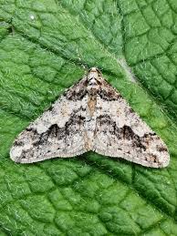 Attēlu rezultāti vaicājumam “Agriopis leucophaearia”