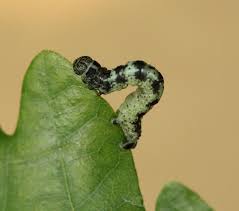 Attēlu rezultāti vaicājumam “Agriopis leucophaearia”