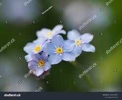 Image result for Vergissmeinnicht