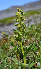 Attēlu rezultāti vaicājumam “Coeloglossum viride”
