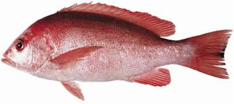 Image result for Lutjanus alexandrei