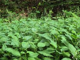 Attēlu rezultāti vaicājumam “Circaea lutetiana”