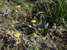 Attēlu rezultāti vaicājumam “Potentilla arenaria leaf”