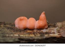 Attēlu rezultāti vaicājumam “Lycogala irregulare macro”