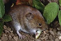 Attēlu rezultāti vaicājumam “Myodes glareolus”