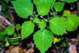 Attēlu rezultāti vaicājumam “Solanum nigrum leaf”