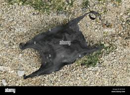 Image result for Rostroraja alba