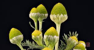 Attēlu rezultāti vaicājumam “Matricaria discoidea flower”