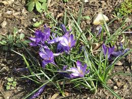 Attēlu rezultāti vaicājumam “Crocus tommasinianus”