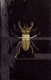 Attēlu rezultāti vaicājumam “Aphodius subterraneus imago”