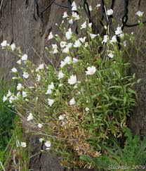 Attēlu rezultāti vaicājumam “Cerastium arvense”