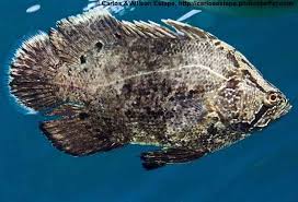 Image result for Lobotes surinamensis