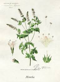 Attēlu rezultāti vaicājumam “Mentha spicata”