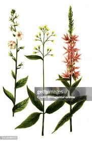 Image result for Königskerzen