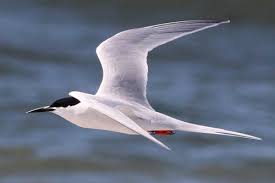 Image result for Sterna dougallii