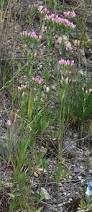 Image result for Centaurium erythraea
