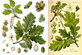 Attēlu rezultāti vaicājumam “Quercus”