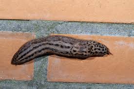 Attēlu rezultāti vaicājumam “Limax maximus”