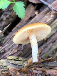 Attēlu rezultāti vaicājumam “Galerina marginata”