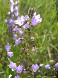 Image result for Campanula formanekiana